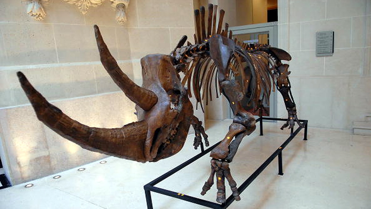 Woolly Rhino found in Siberian Permafrost 