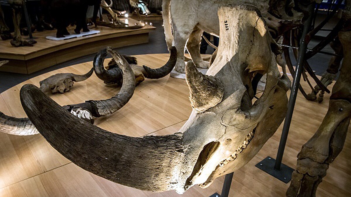 Woolly Rhino found in Siberian Permafrost 