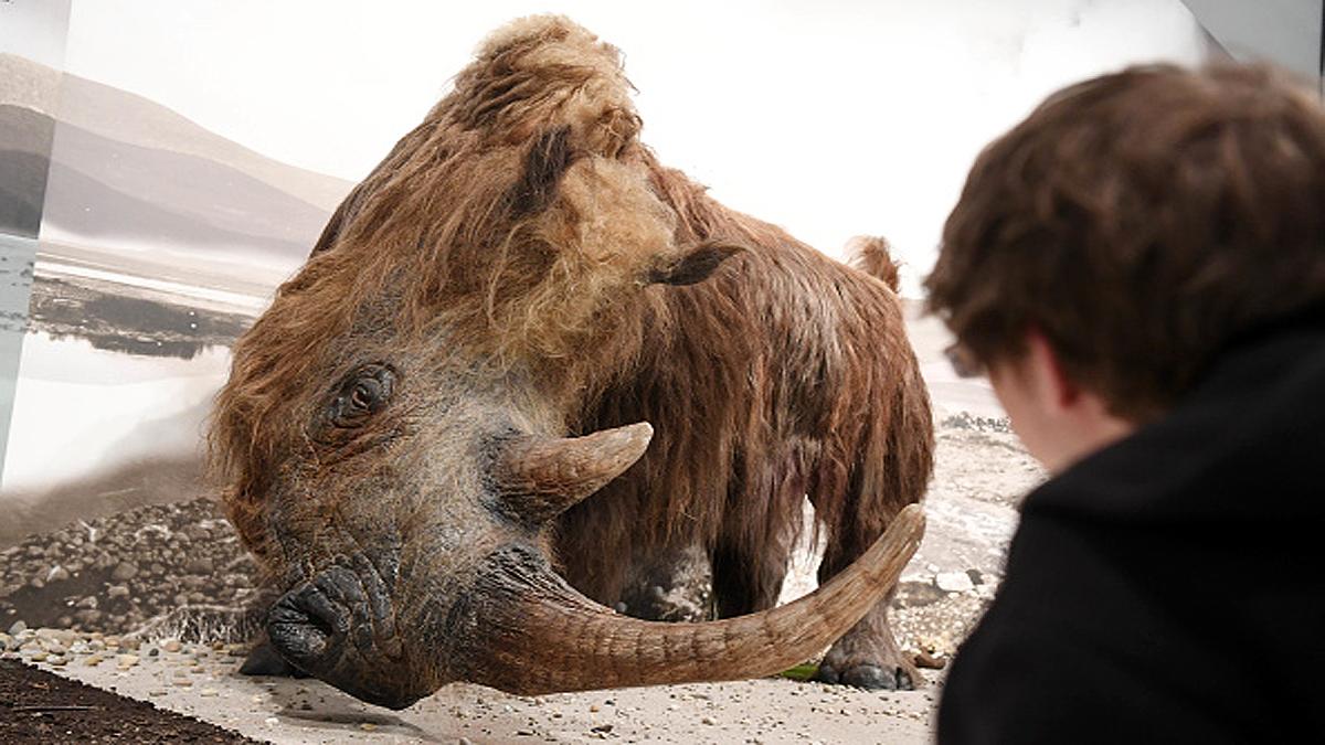 Woolly Rhino found in Siberian Permafrost 