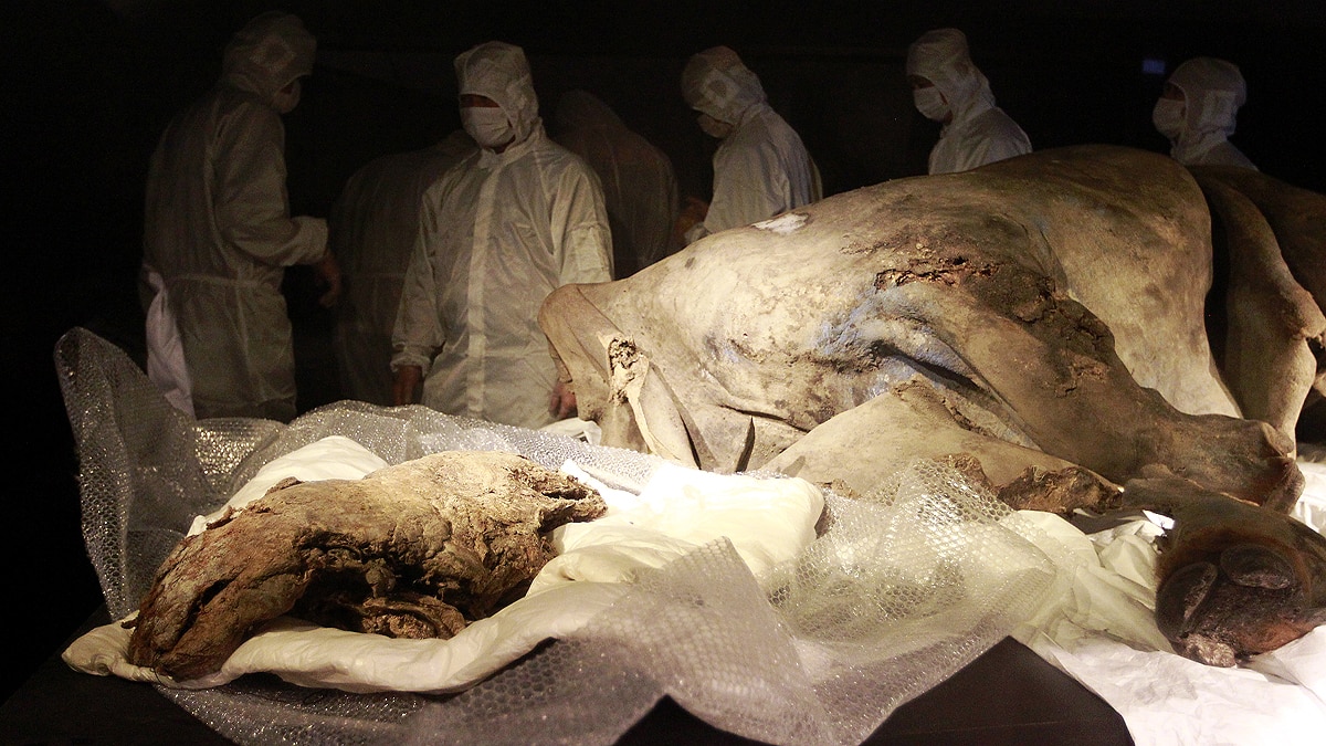 Woolly Rhino found in Siberian Permafrost 