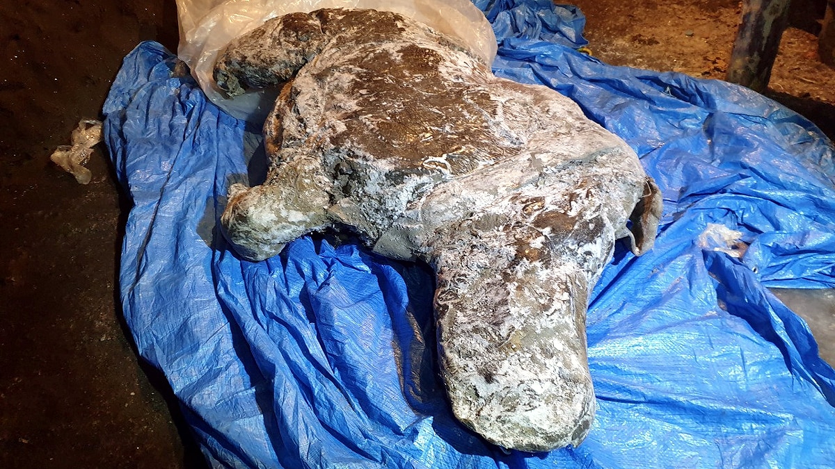 Woolly Rhino found in Siberian Permafrost 