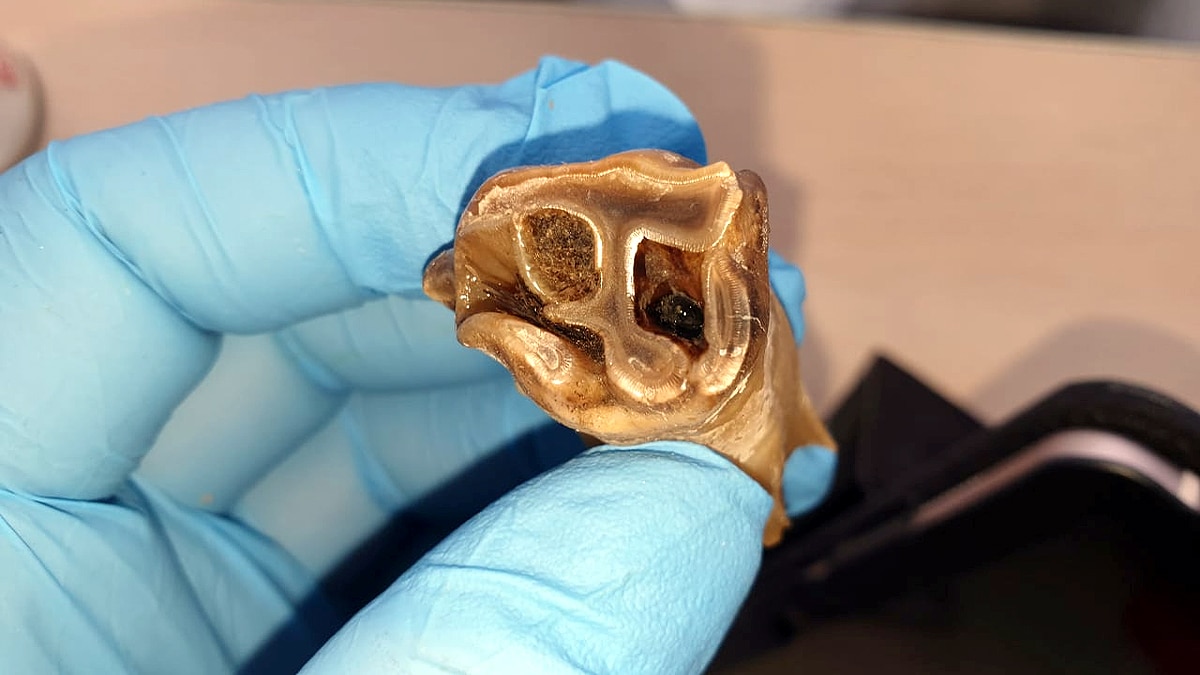 Woolly Rhino found in Siberian Permafrost 