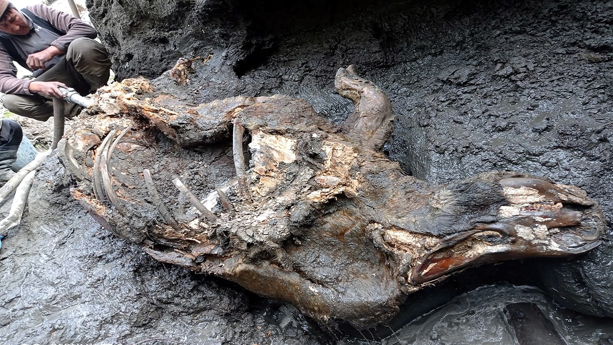 Woolly Rhino found in Siberian Permafrost 