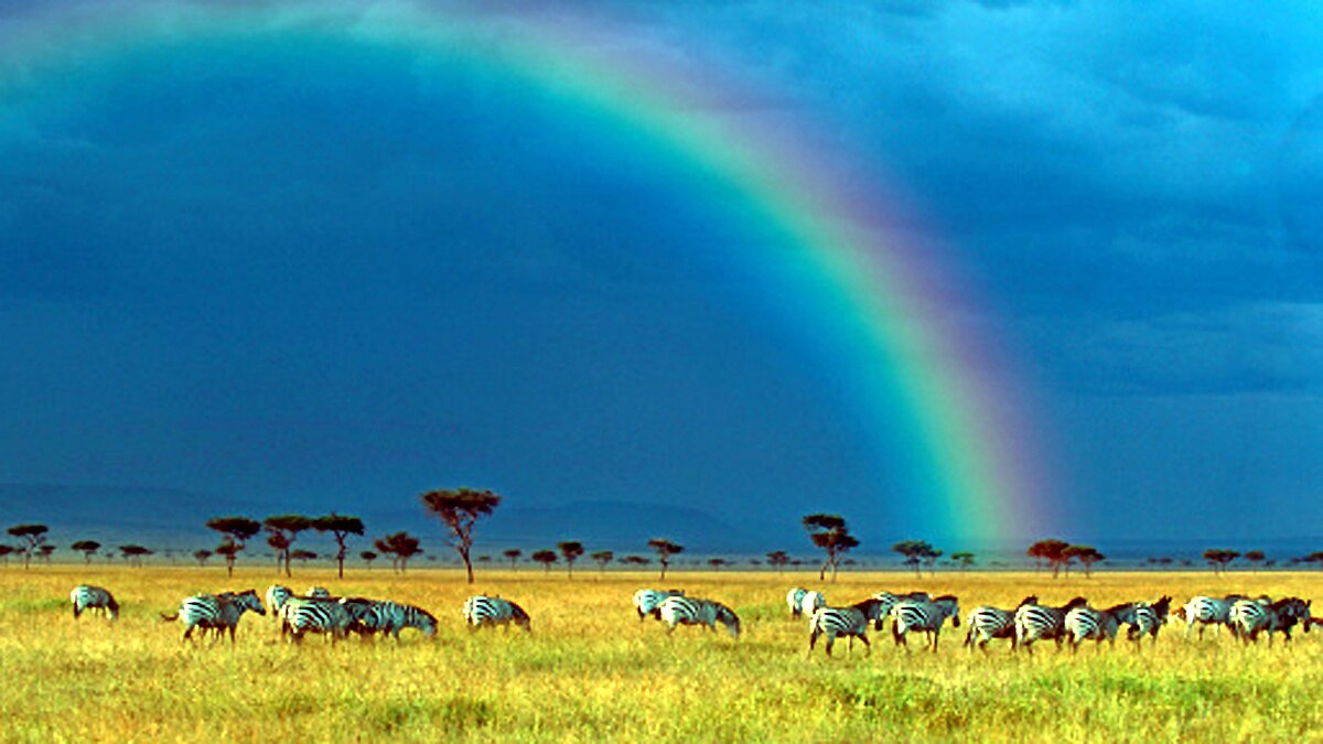 10 Biggest Animal Migrations