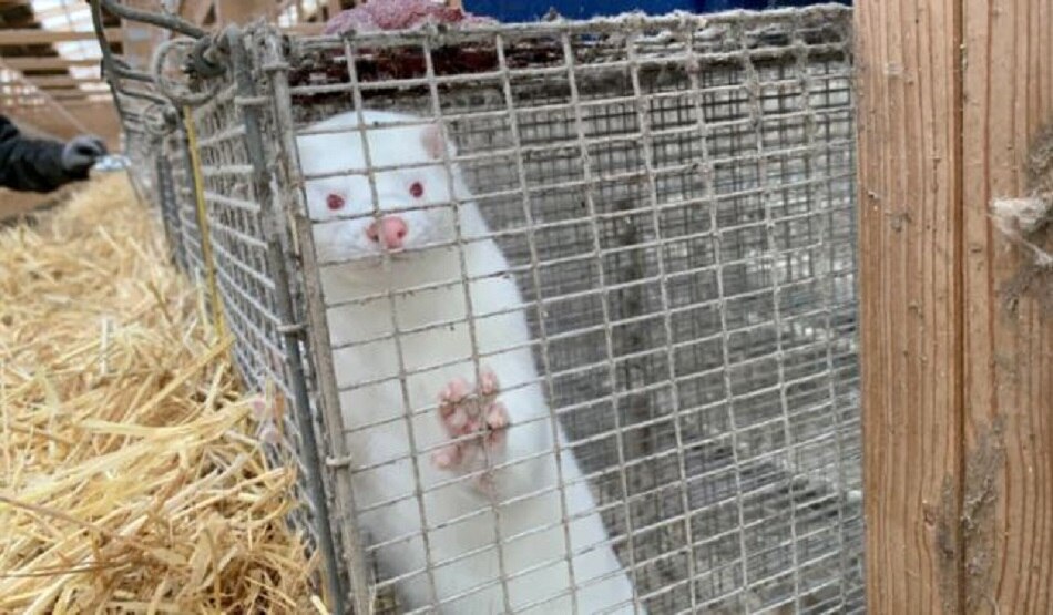 मिंक में मिला कोरोना का नया और खतरनाक स्ट्रेन