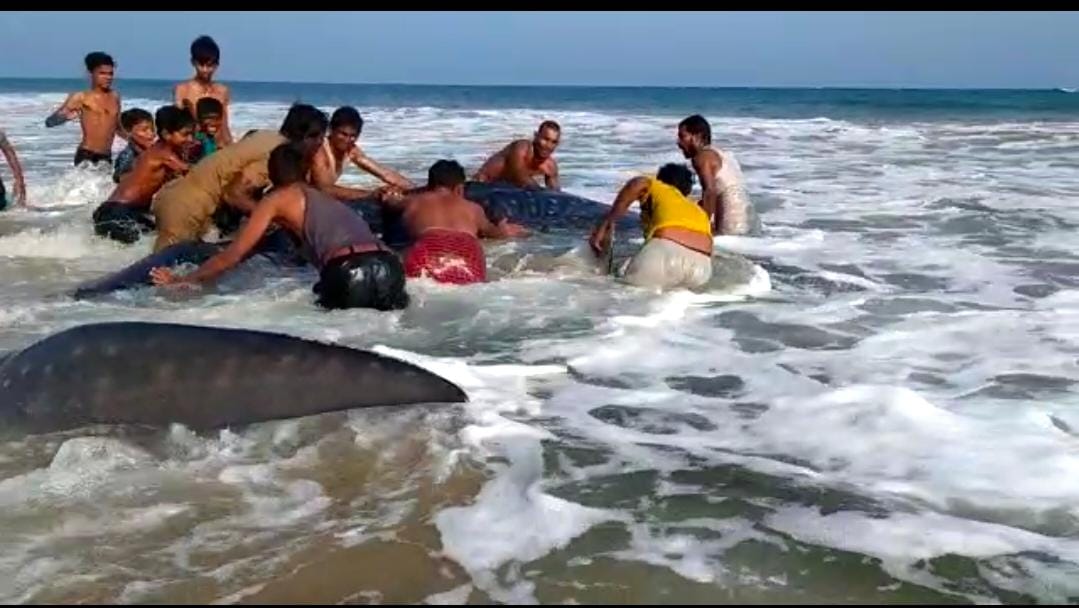 ओडिशा में दुर्लभ प्रजाति की ब्लू व्हेल