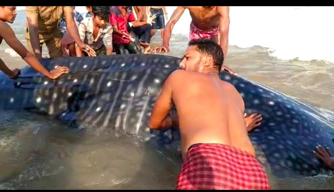 ओडिशा में दुर्लभ प्रजाति की ब्लू व्हेल