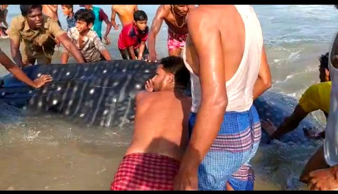 ओडिशा में दुर्लभ प्रजाति की ब्लू व्हेल