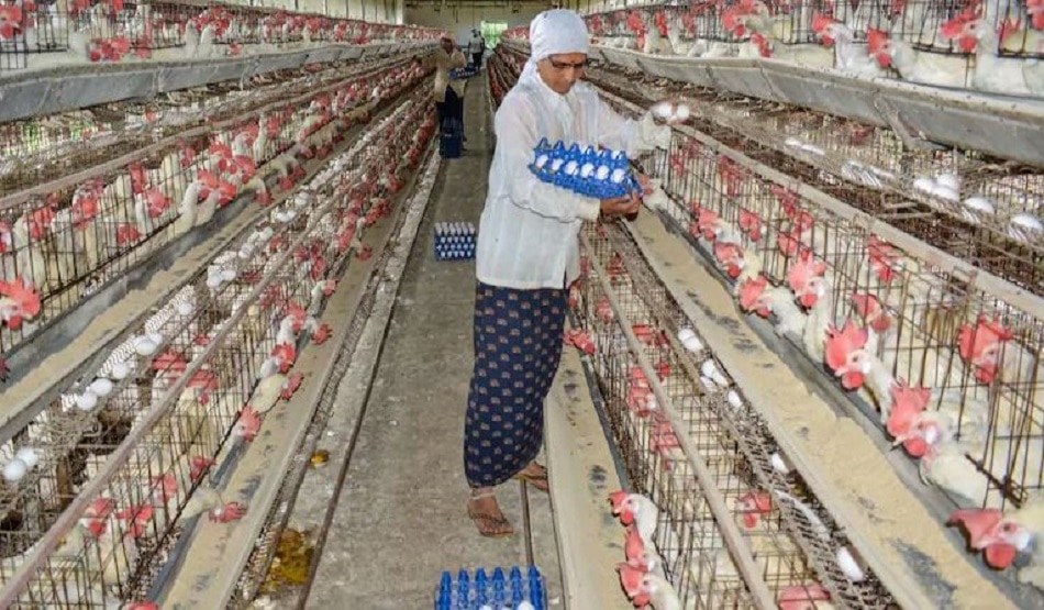 इंसानों को भी शिकार बना रहा बर्ड फ्लू