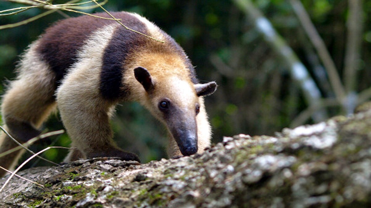 AI Artificial Intelligence predict Next Coronavirus 