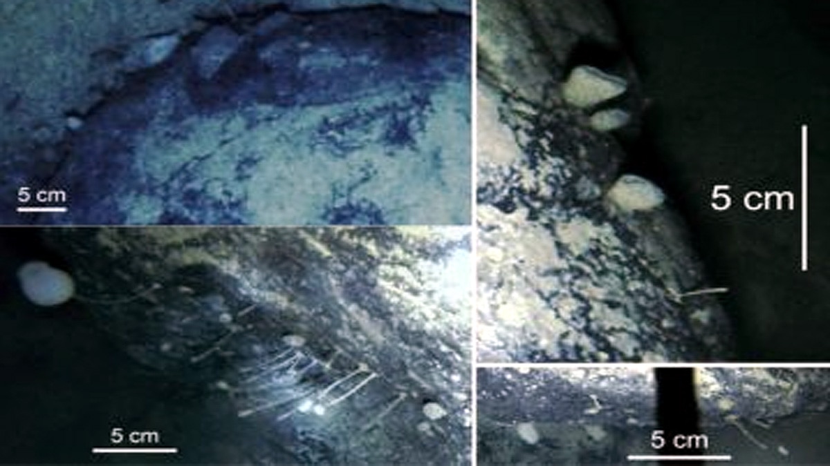 Discovery of Life inside Antarctica