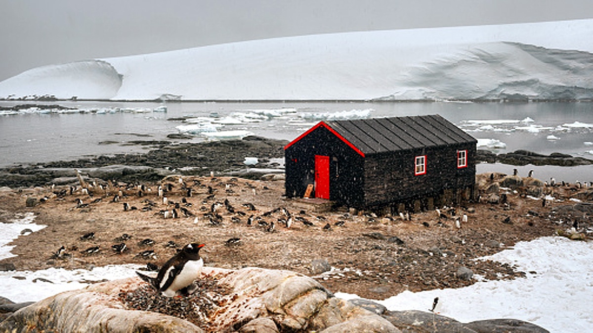 Discovery of Life inside Antarctica