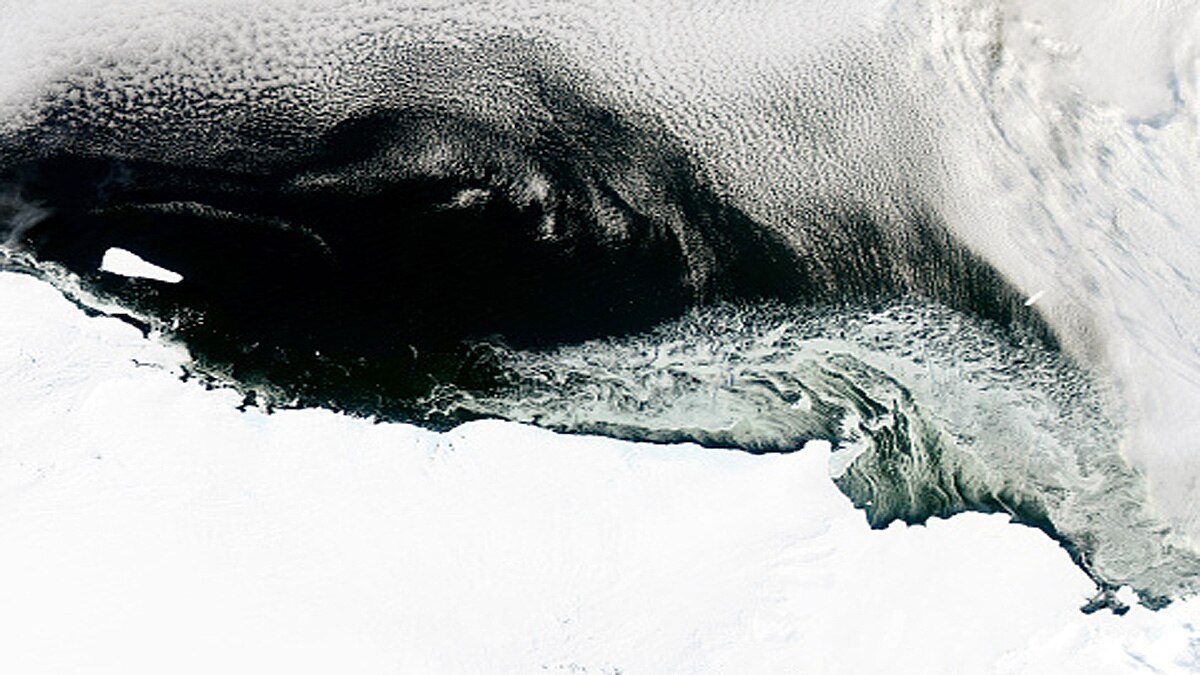 Discovery of Life inside Antarctica