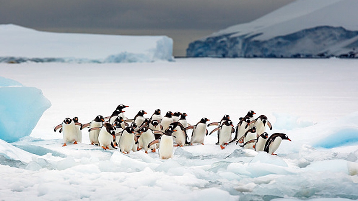 Discovery of Life inside Antarctica