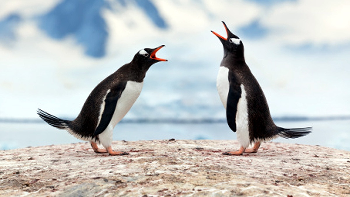 Discovery of Life inside Antarctica