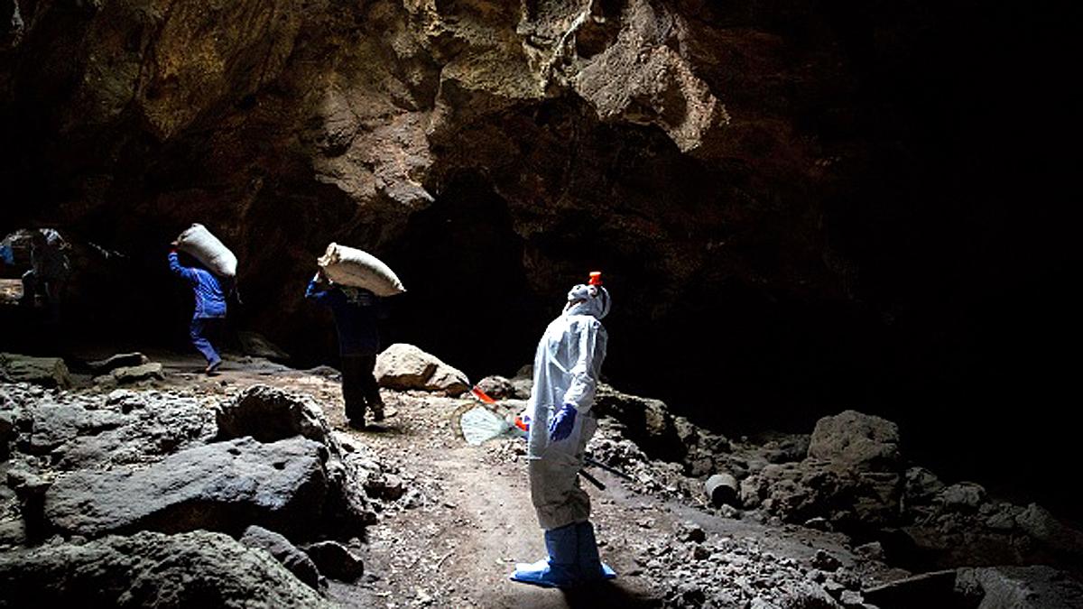 WHO Team got big proof in China bat Caves