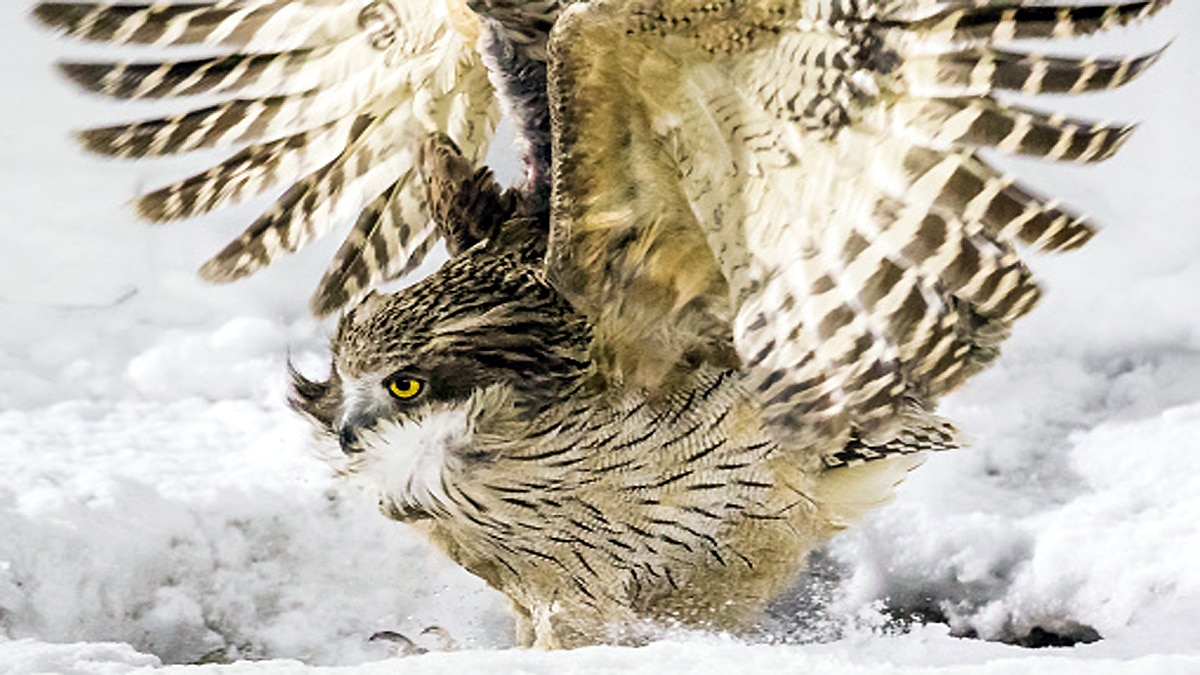World Biggest Owl is endangered
