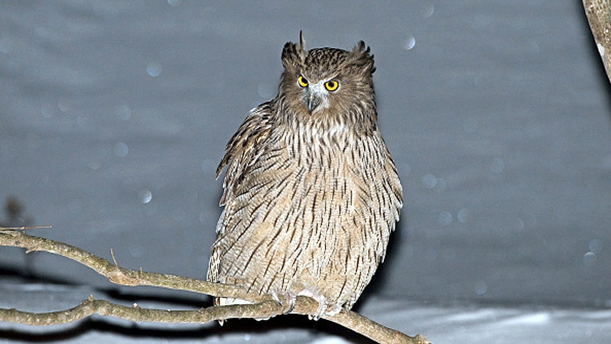 World Biggest Owl is endangered