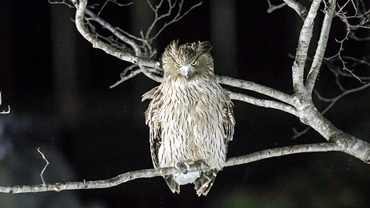 World Biggest Owl is endangered