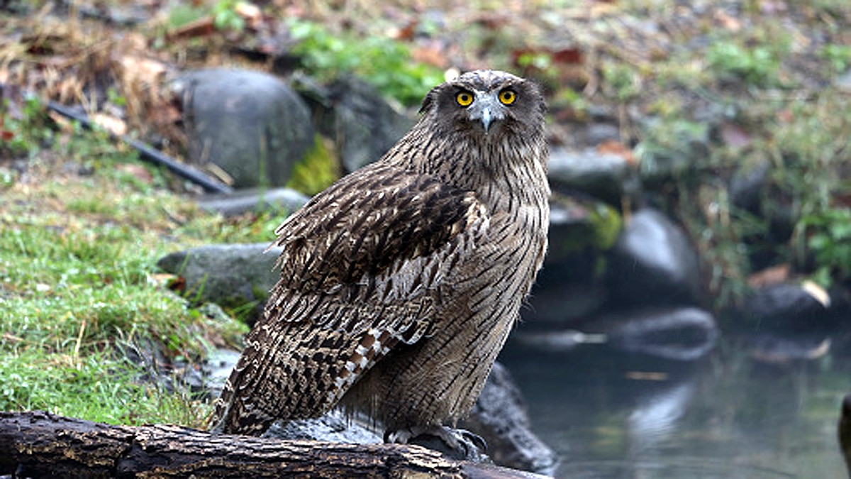 World Biggest Owl is endangered