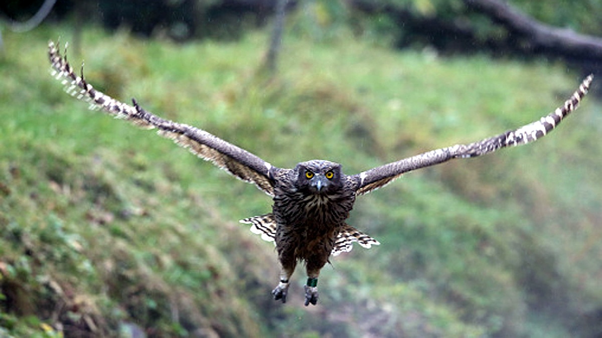 World Biggest Owl is endangered