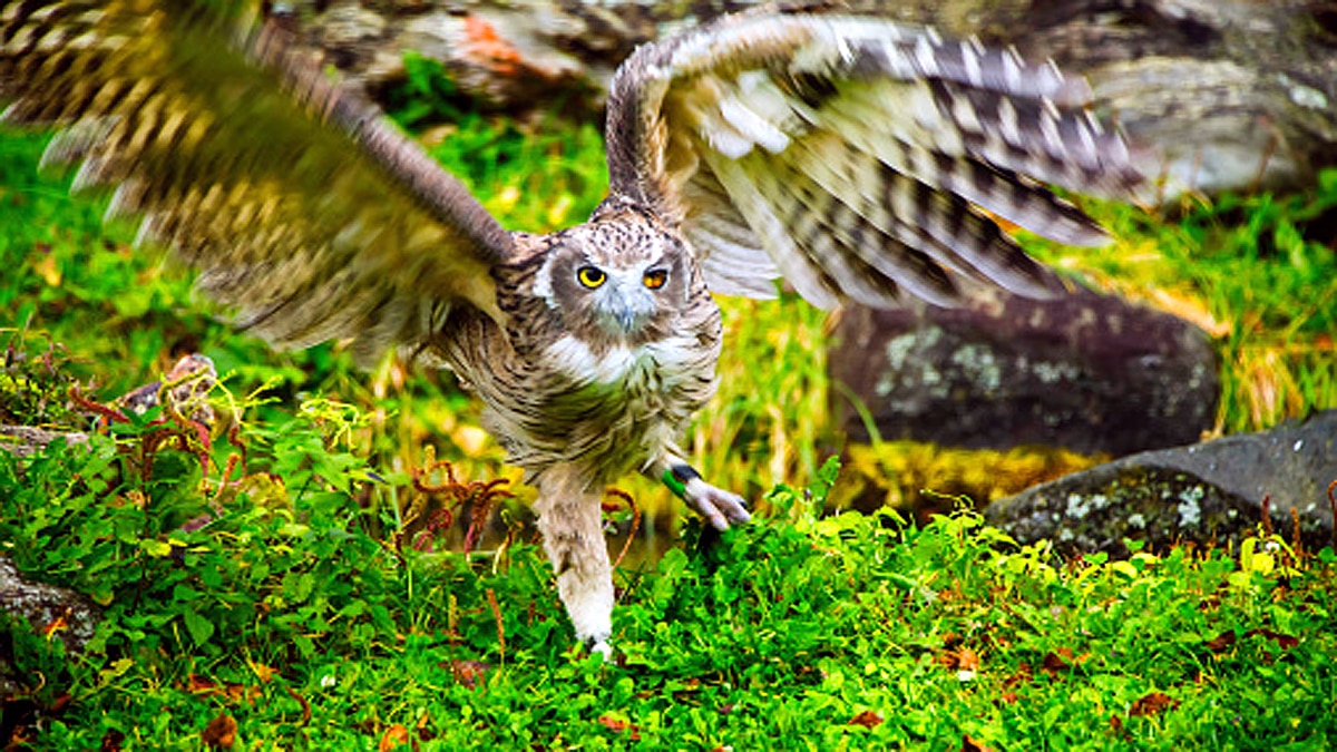 World Biggest Owl is endangered