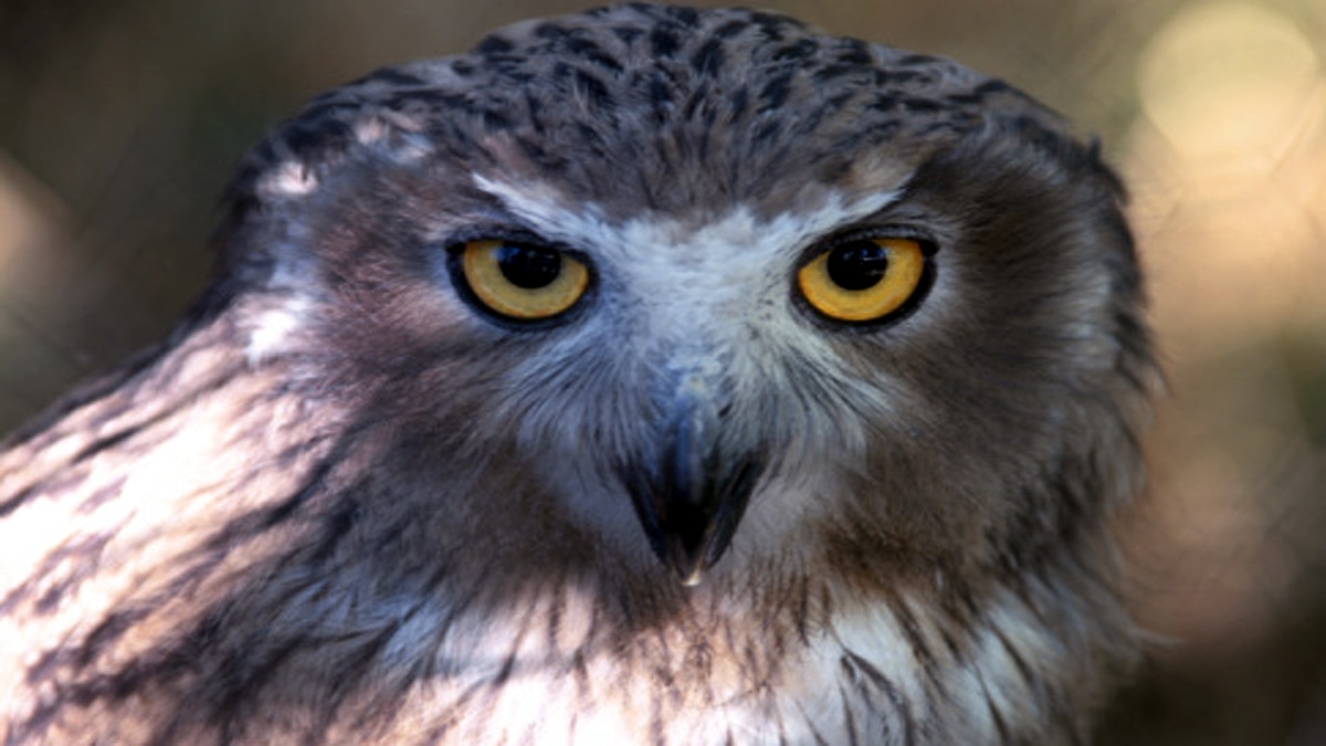 World Biggest Owl is endangered