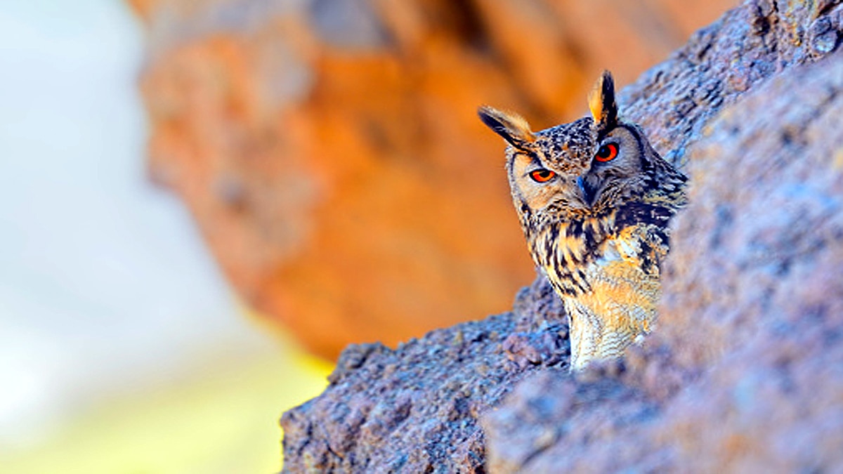 World Biggest Owl is endangered