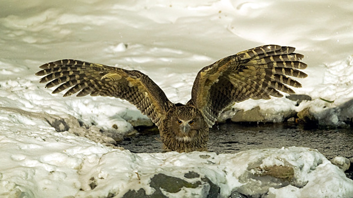 World Biggest Owl is endangered