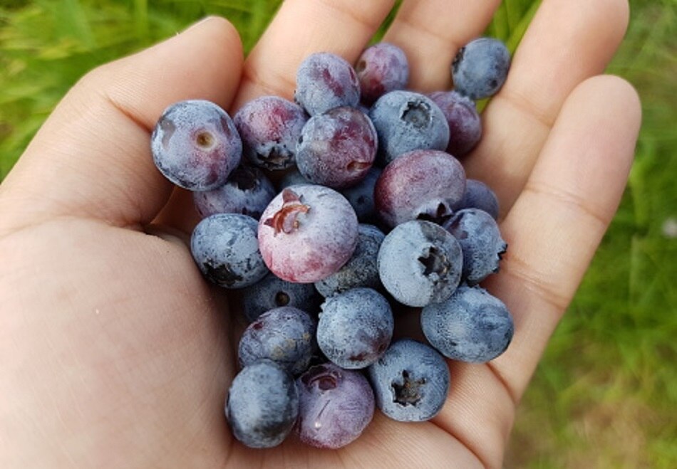 ब्लूबैरी के फायदे