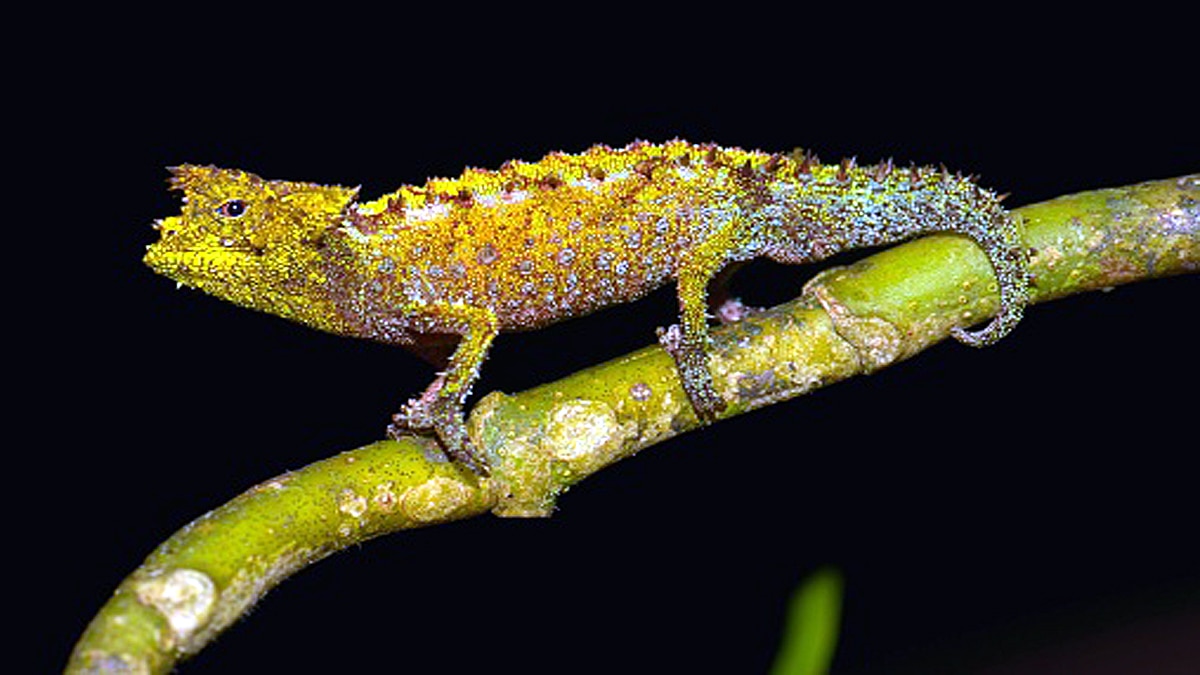 World's smallest reptile 