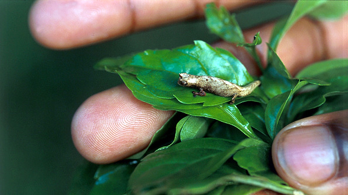 World's smallest reptile 