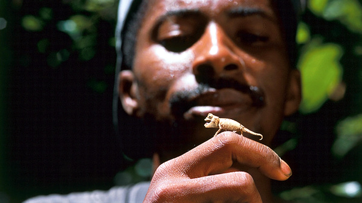 World's smallest reptile 