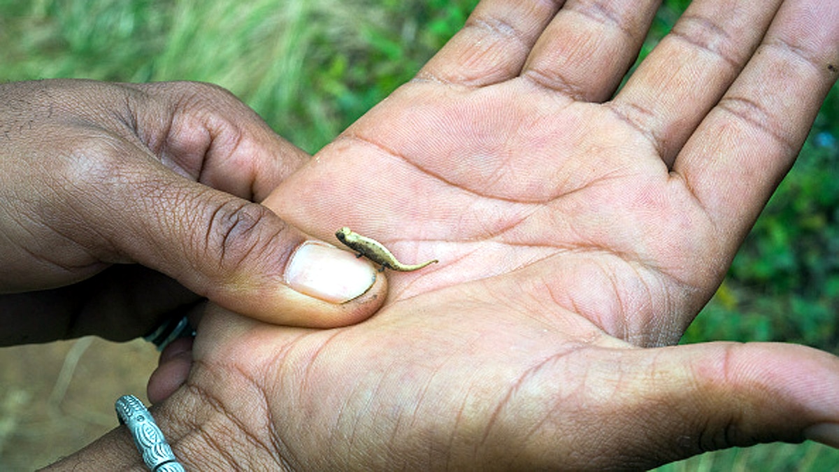 World's smallest reptile 