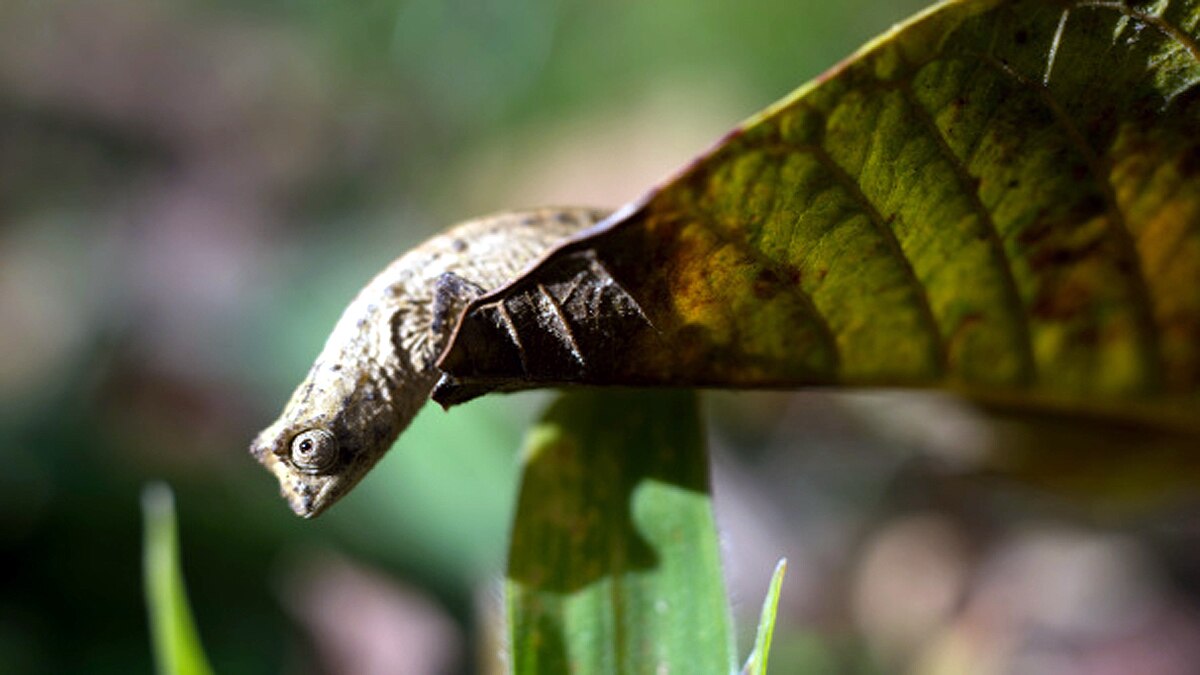 World's smallest reptile 