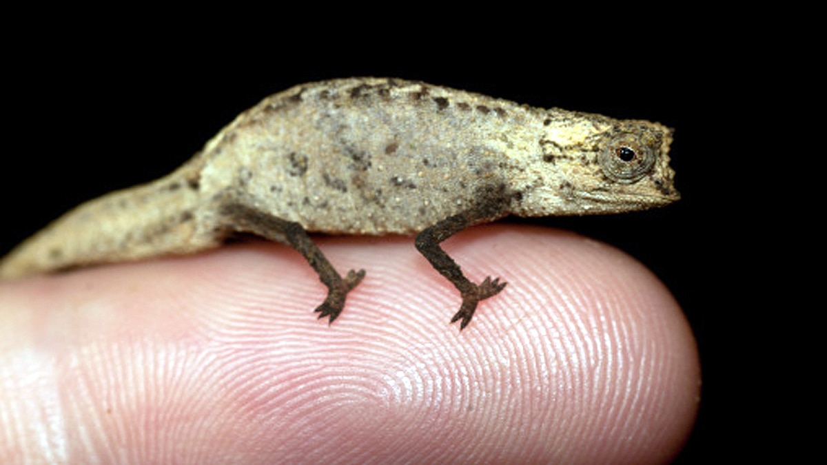 World's smallest reptile 