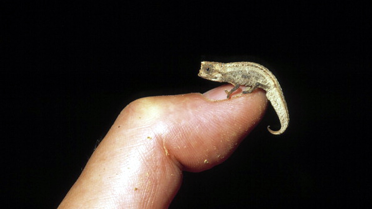 World's smallest reptile 