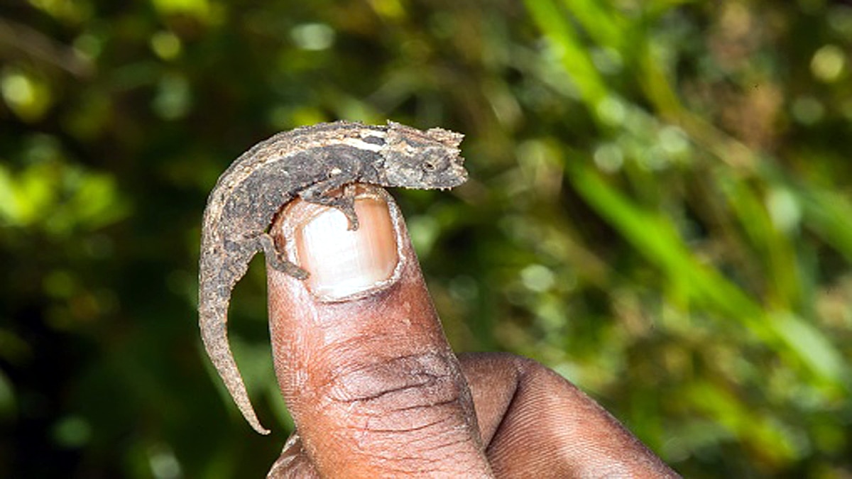 World's smallest reptile 