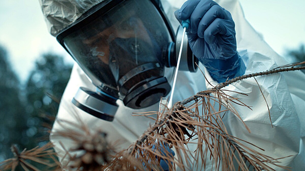 Australia Flesh Eating Disease Buruli Ulcer