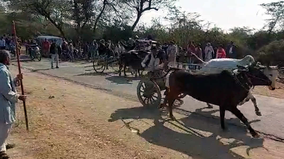 बैलगाड़ी रेस देखने पहुंचे हज़ारों किसान, पीछे दौड़ रहीं थी बाइक 