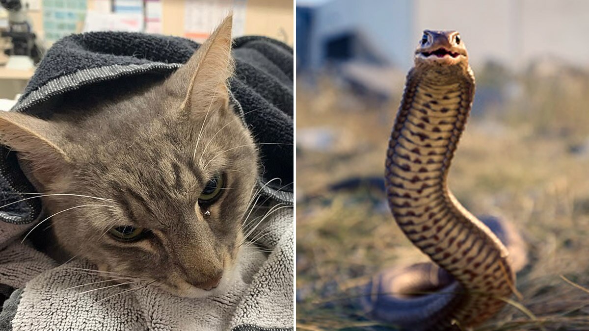 ऑर्थर और ईस्टर्न ब्राउन सांप