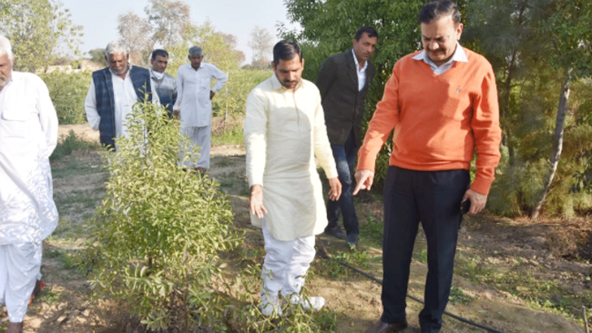 हरियाणा में भी होगी चंदन की खेती (फोटो आजतक)