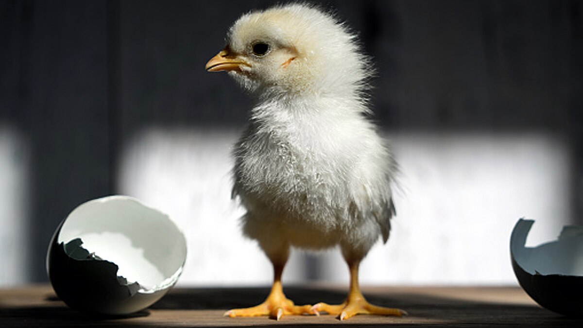 Change Chicken sex before it hatches