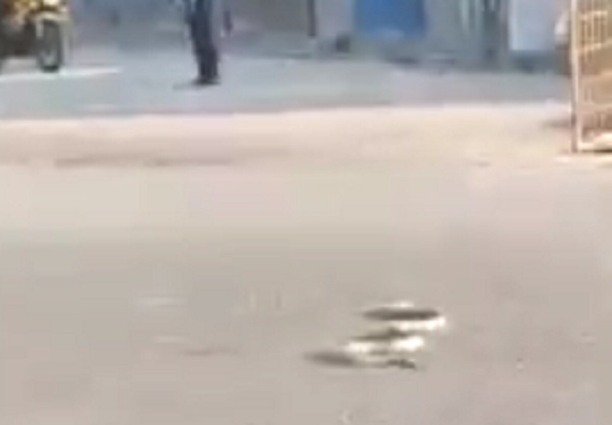 बीच सड़क पर कोबरा