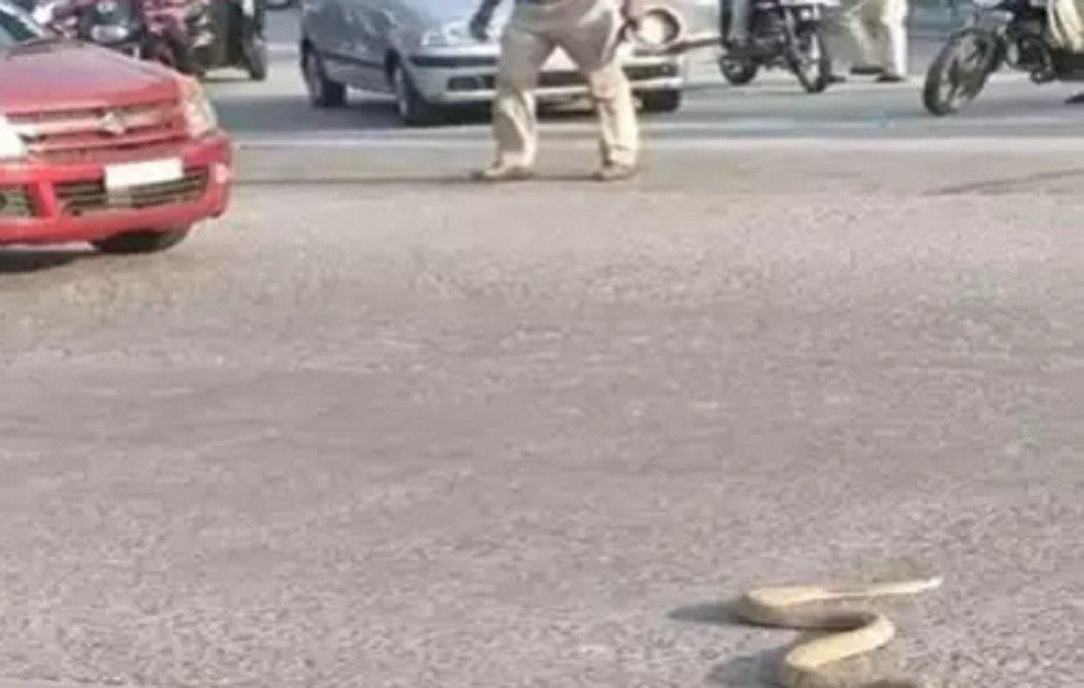बीच सड़क पर कोबरा