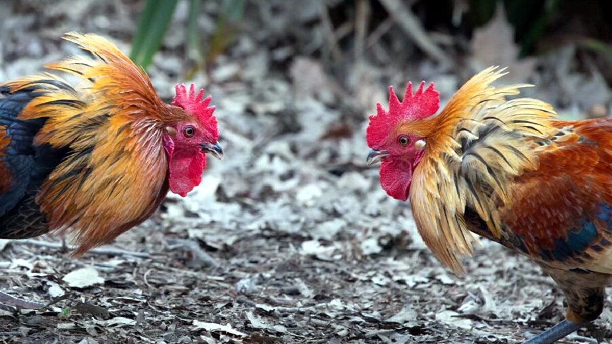 25 द‍िन से थाने के लॉकअप में दो मुर्गे, सट्टेबाजों के साथ पकड़कर क‍िया गया बंद 