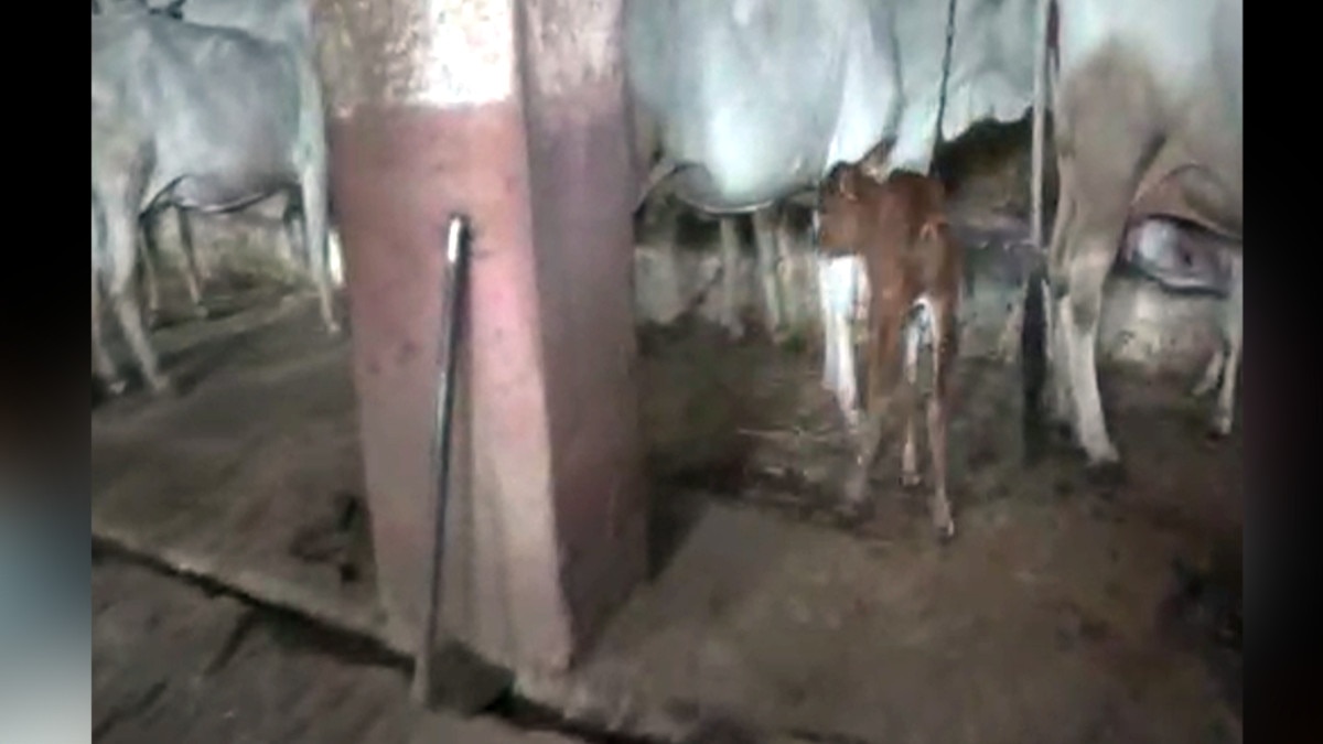  ज‍िस गाय का पुकारते हैं नाम, उसका बछड़ा पहुंचता है अपनी मां के पास, ऐसा प्रजनन केंद्र अब संकट में   