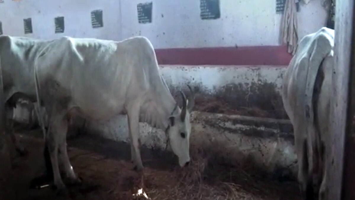  ज‍िस गाय का पुकारते हैं नाम, उसका बछड़ा पहुंचता है अपनी मां के पास, ऐसा प्रजनन केंद्र अब संकट में   