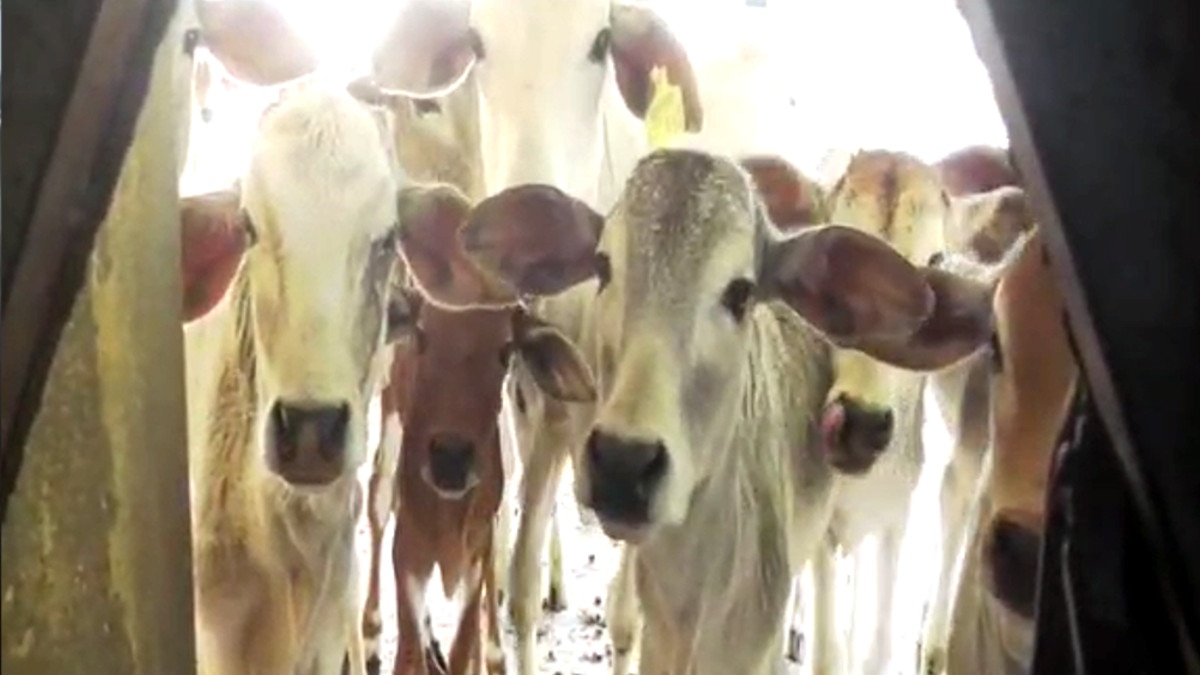  ज‍िस गाय का पुकारते हैं नाम, उसका बछड़ा पहुंचता है अपनी मां के पास, ऐसा प्रजनन केंद्र अब संकट में   