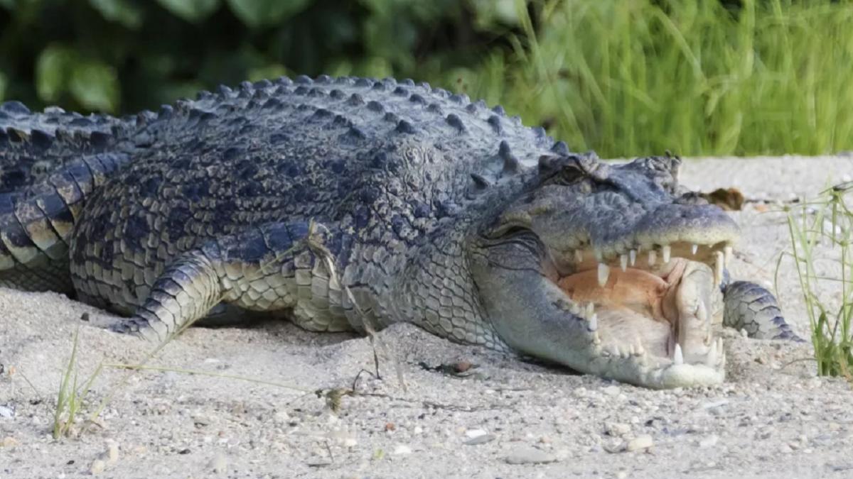 मगरमच्छ का पेट से निकले मानव शरीर के अंग